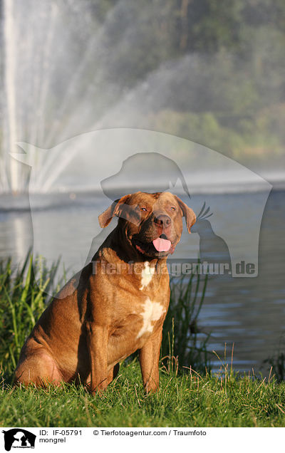 Bordeaux-Doggen-Mix / mongrel / IF-05791
