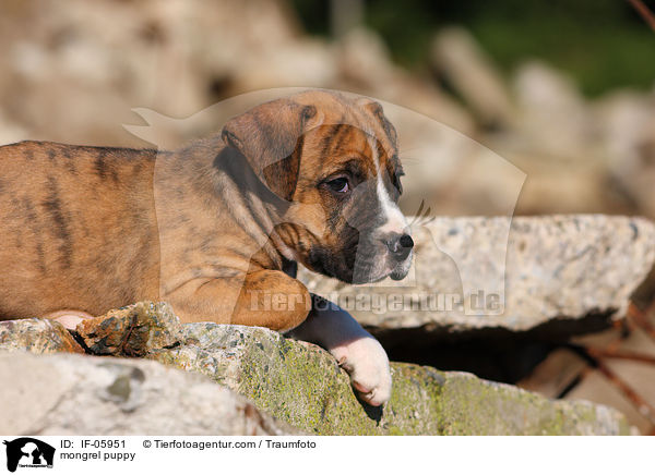 mongrel puppy / IF-05951