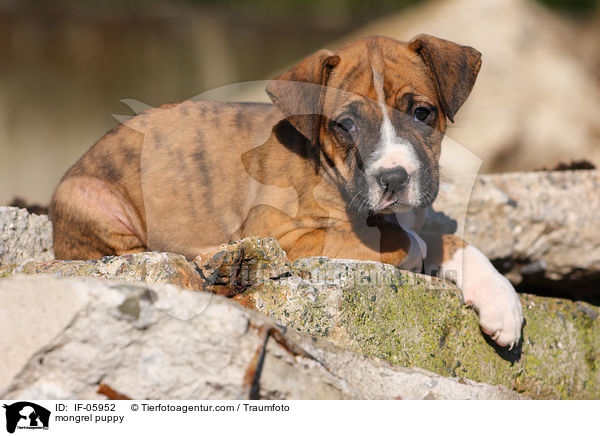 mongrel puppy / IF-05952