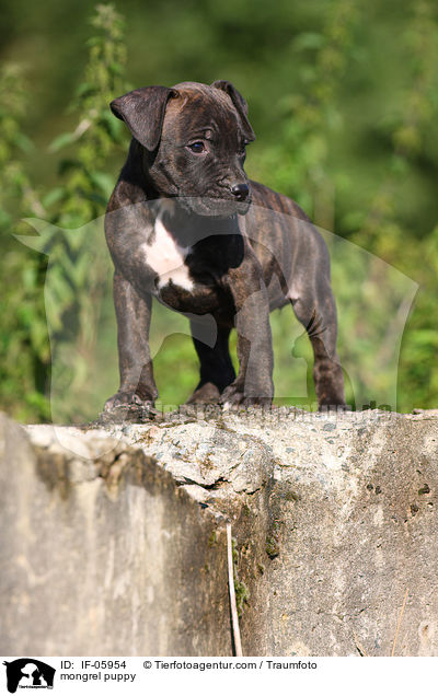 mongrel puppy / IF-05954
