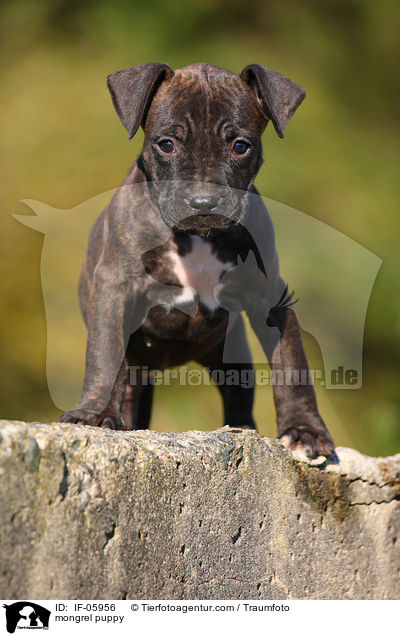 mongrel puppy / IF-05956