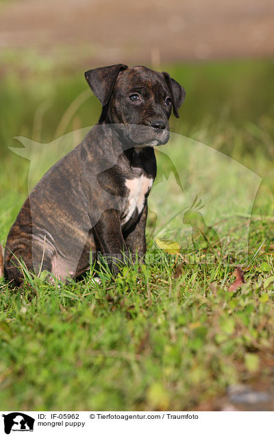 mongrel puppy / IF-05962