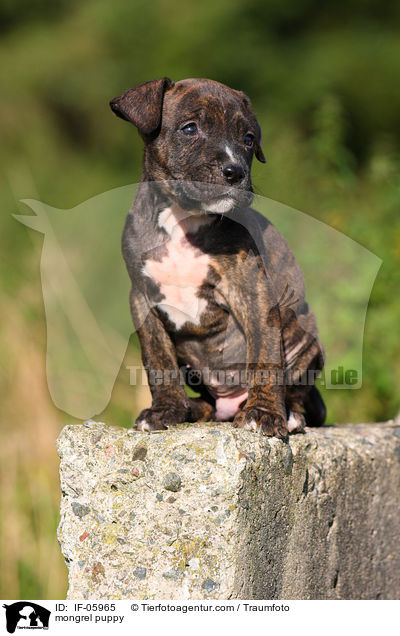 mongrel puppy / IF-05965