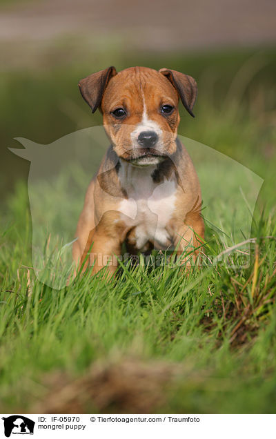 mongrel puppy / IF-05970