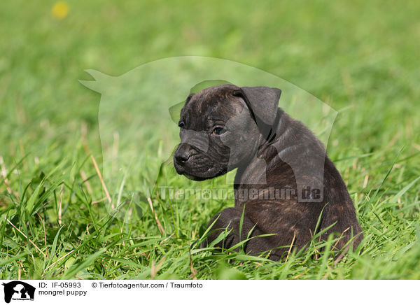 mongrel puppy / IF-05993
