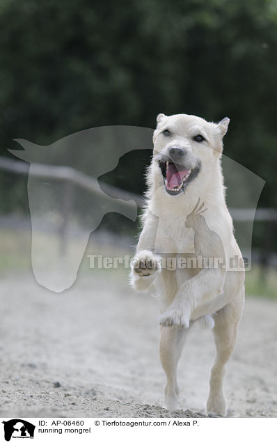 running mongrel / AP-06460