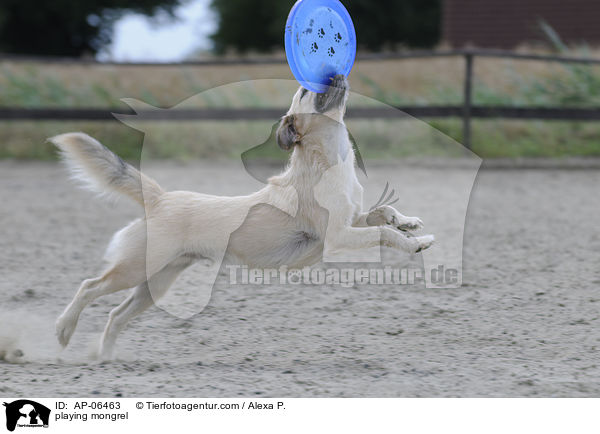 playing mongrel / AP-06463