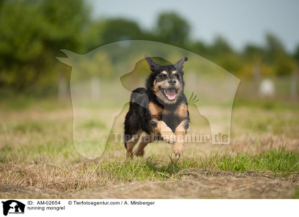 running mongrel / AM-02654