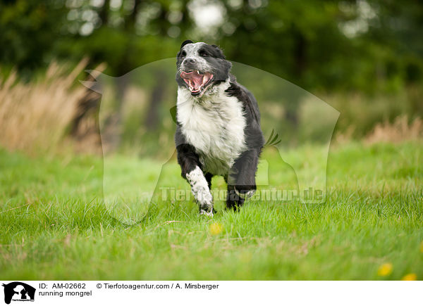 running mongrel / AM-02662