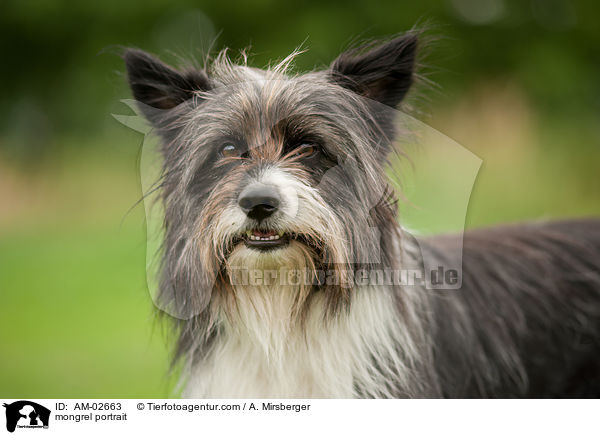Mischling Portrait / mongrel portrait / AM-02663