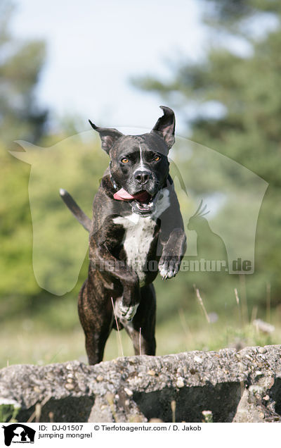 jumping mongrel / DJ-01507