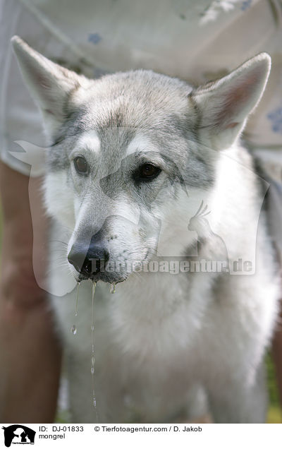 Schferhund-Mischling / mongrel / DJ-01833