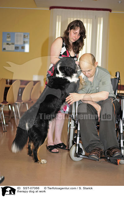 Therapiehund im Einsatz / therapy dog at work / SST-07066