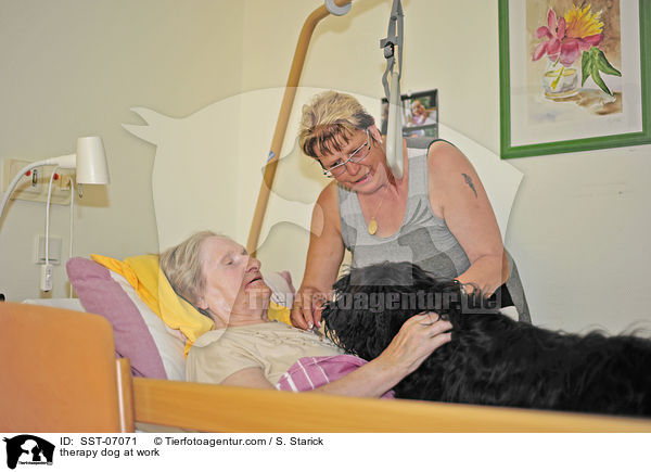 Therapiehund im Einsatz / therapy dog at work / SST-07071