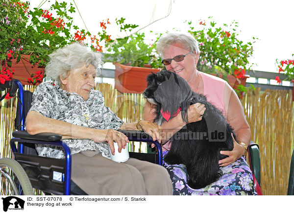 Therapiehund im Einsatz / therapy dog at work / SST-07078