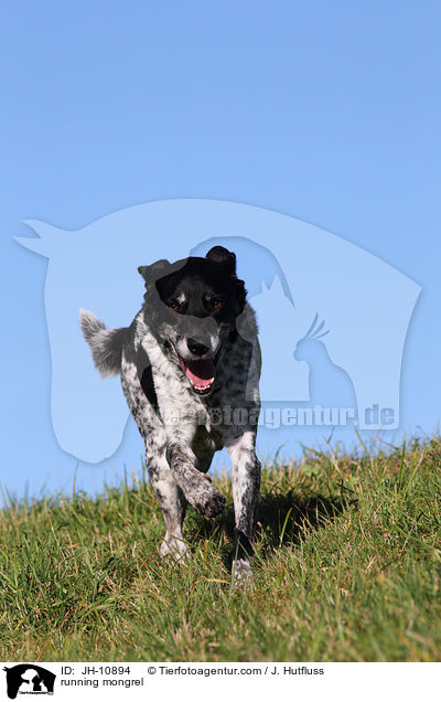 running mongrel / JH-10894