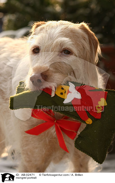 Mischling Portrait / mongrel portrait / AB-02471
