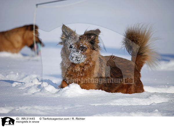 mongrels in snow / RR-31445