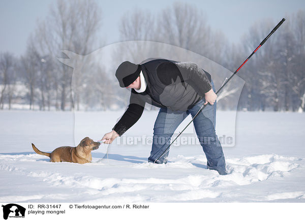 spielender Mischling / playing mongrel / RR-31447