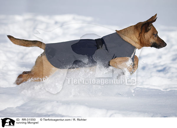 rennender Mischling / running Mongrel / RR-31550