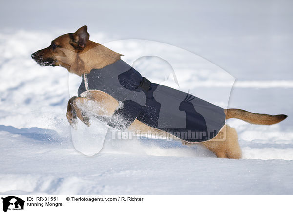 rennender Mischling / running Mongrel / RR-31551
