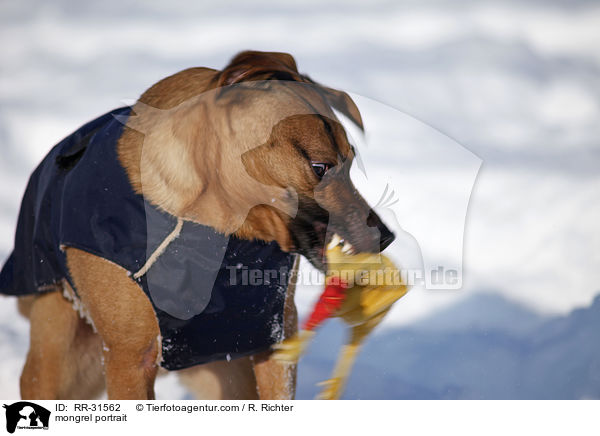 Mischling Portrait / mongrel portrait / RR-31562