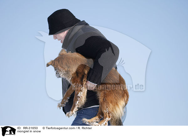 Mischling im Schnee / mongrel in snow / RR-31650
