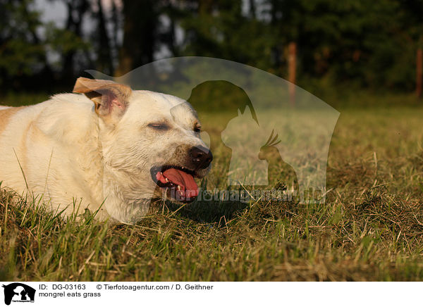 Mischling frisst Gras / mongrel eats grass / DG-03163
