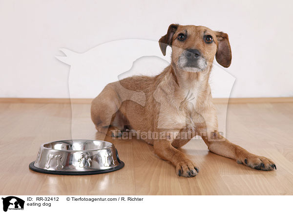 fressender Hund / eating dog / RR-32412