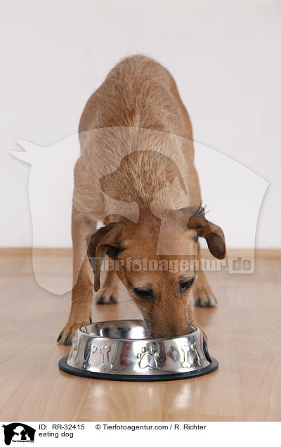 fressender Hund / eating dog / RR-32415