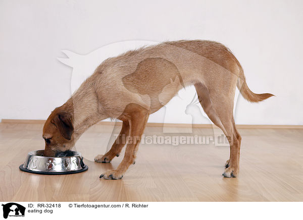 fressender Hund / eating dog / RR-32418