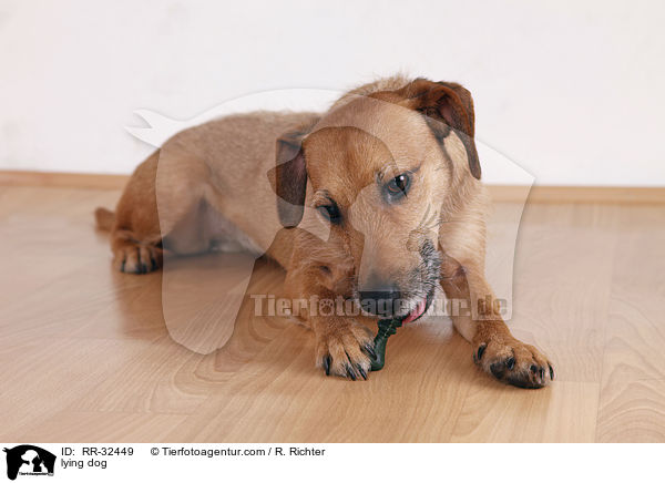 liegender Hund / lying dog / RR-32449