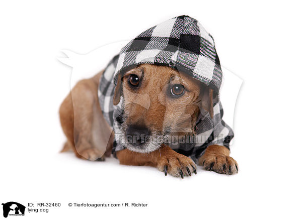 liegender Hund / lying dog / RR-32460