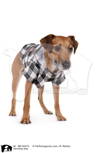 stehender Hund / standing dog / RR-32470