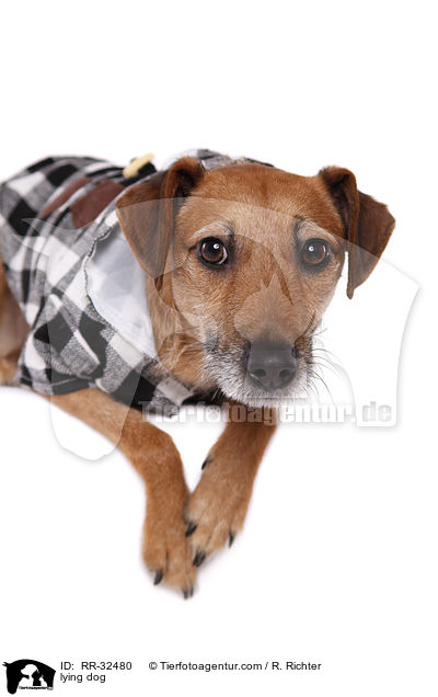 liegender Hund / lying dog / RR-32480