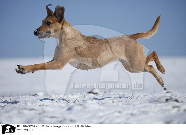 running dog / RR-32542