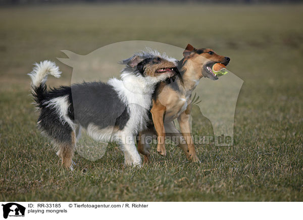 playing mongrels / RR-33185