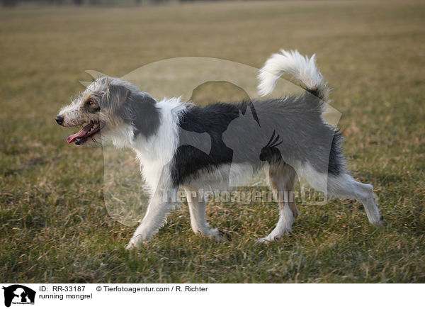 running mongrel / RR-33187