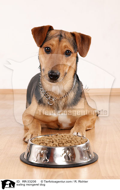 fressender Hund / eating mongerel dog / RR-33206