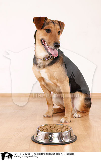 fressender Hund / eating mongerel dog / RR-33208