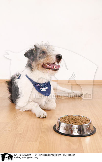 fressender Hund / eating mongerel dog / RR-33210