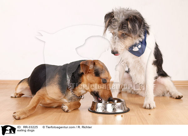 fressende Hunde / eating dogs / RR-33225