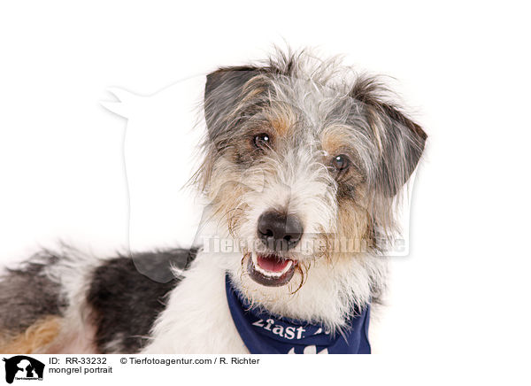 mongrel portrait / RR-33232