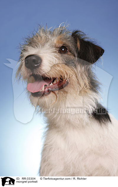 Dackel-Parson-Russell-Terrier-Mix Portrait / mongrel portrait / RR-33304