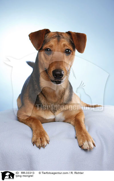 liegender Dackel-Parson-Russell-Terrier-Mix / lying mongrel / RR-33313