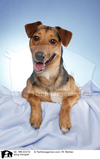 liegender Dackel-Parson-Russell-Terrier-Mix / lying mongrel / RR-33319