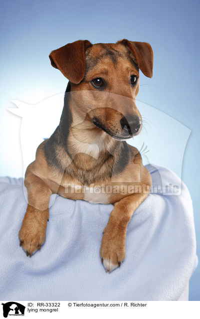 liegender Dackel-Parson-Russell-Terrier-Mix / lying mongrel / RR-33322