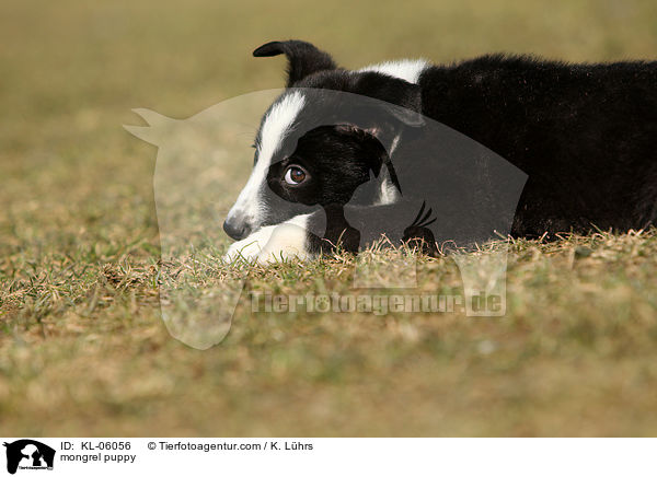 mongrel puppy / KL-06056
