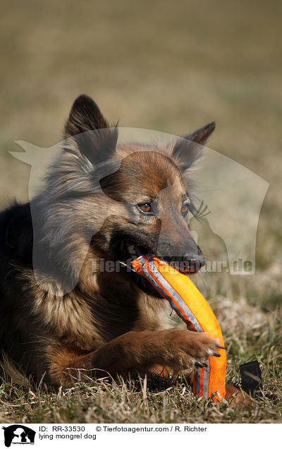 liegender Mischling / lying mongrel dog / RR-33530