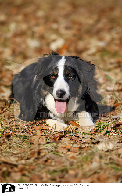 Border-Collie-Australian-Shepherd-Mischling / mongrel / RR-33715